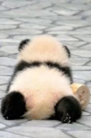 熊貓幼崽,為愛低頭