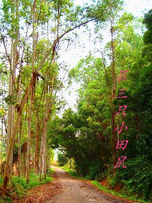 第三只小田鼠